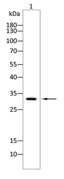 SNAI2 Antibody