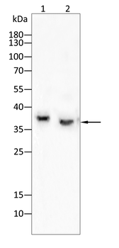 EIF2S1 Antibody