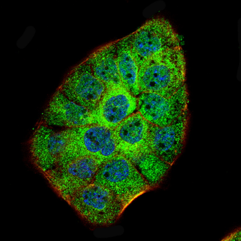 MUC2 Rabbit Polyclonal Antibody