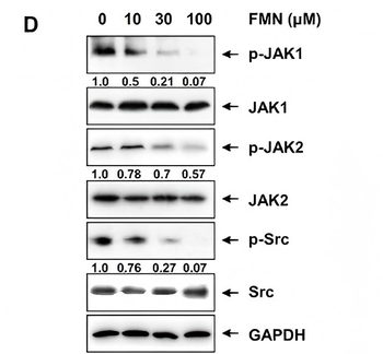 JAK1 Antibody