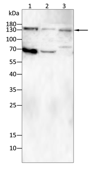JAK1 Antibody