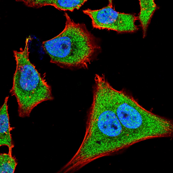 DNM1L Antibody