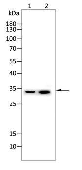 Synaptophysin Rabbit Polyclonal Antibody