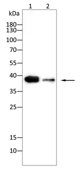 Synaptophysin Rabbit Polyclonal Antibody