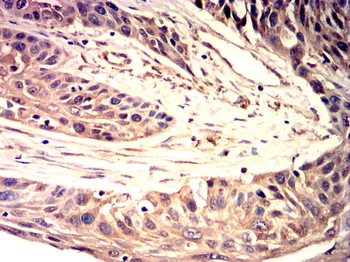 SREBF1 Antibody