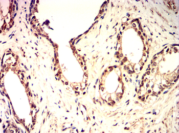 SREBF1 Antibody