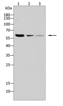 ESR2 Antibody