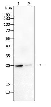 HMGB1 Antibody