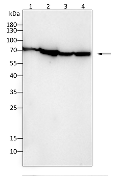 HSPA1A Antibody