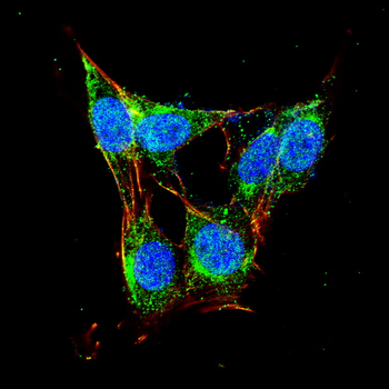HSPA1A Antibody