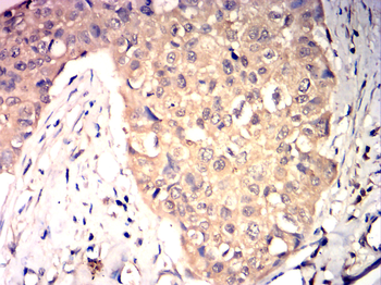 HSPA1A Antibody