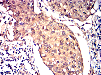 HSPA1A Antibody