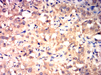 HSPA1A Antibody