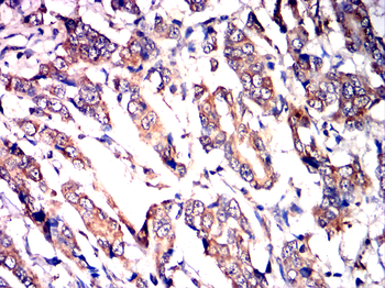 COX4I1 Antibody