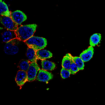SIRT3 Antibody