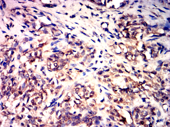 SIRT3 Antibody