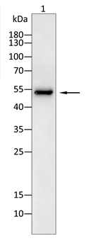 GSDMD Antibody