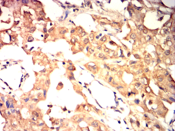 BCL2L1 Antibody