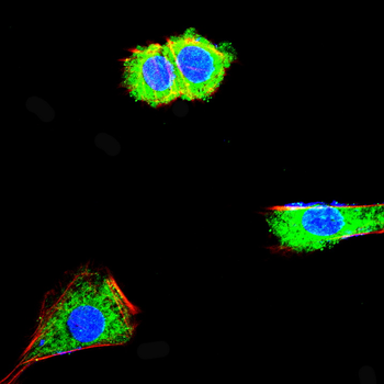 Mitofusin-1 Antibody
