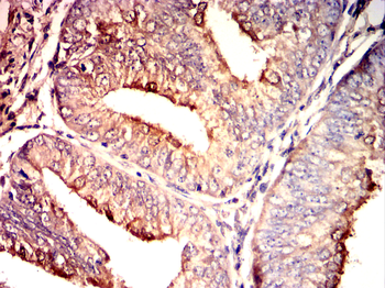 Mitofusin-1 Antibody