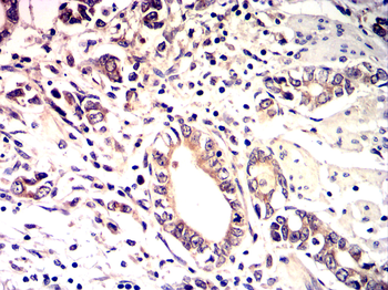 Mitofusin-1 Antibody