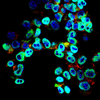 CEBPA Antibody