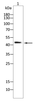 KRT19 Antibody