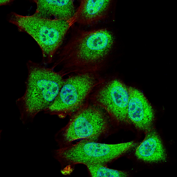 SUMO1 Antibody