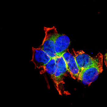 Connexin-43 Rabbit Polyclonal Antibody