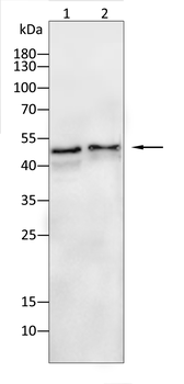 Connexin-43 Rabbit Polyclonal Antibody
