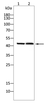 Connexin-43 Rabbit Polyclonal Antibody