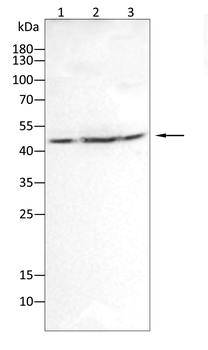 KRT19 Antibody