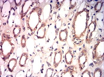 SOX9 Antibody