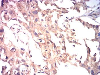 SOX9 Antibody