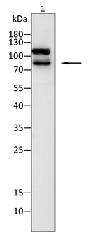 TBK1 Antibody