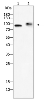 PROM1 Antibody