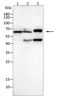 IKBKB Antibody