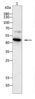 WNT5A Antibody