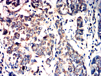 CCNB1 Antibody