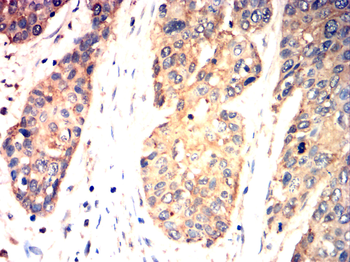 CCNB1 Antibody