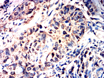 CCNB1 Antibody