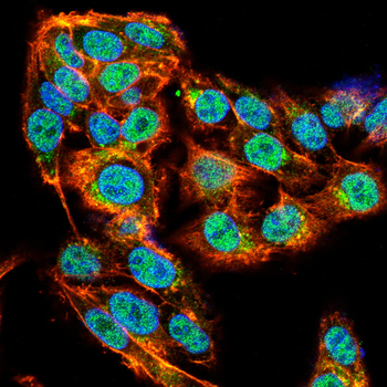 CCNA1 Antibody