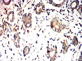 LAMP1 Antibody