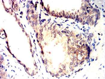 FAP Antibody