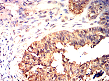 IL5 Rabbit Polyclonal Antibody