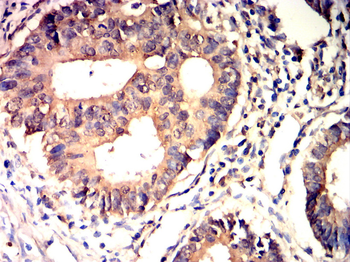 IL5 Rabbit Polyclonal Antibody