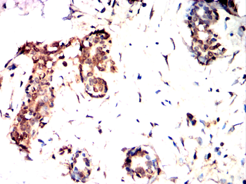 MCL1 Antibody