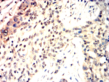 MCL1 Antibody