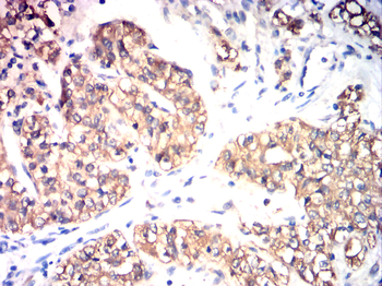 CANX Antibody
