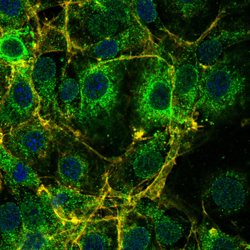 CANX Antibody